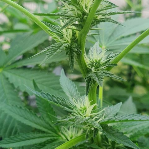 Chile Verde growlog timeline photo