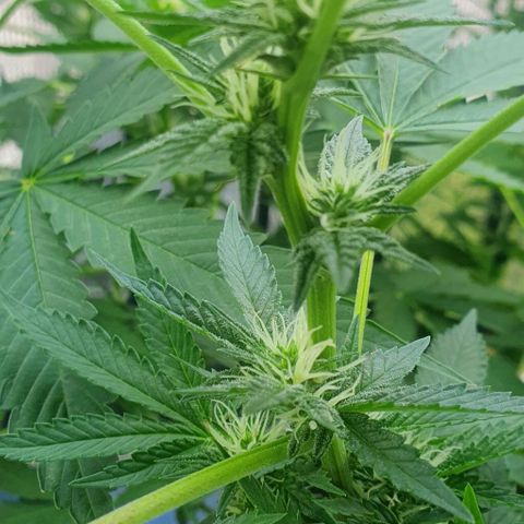 Chile Verde growlog timeline photo