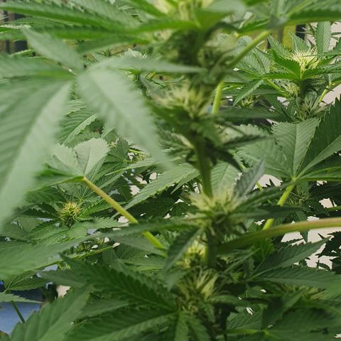 Chile Verde growlog timeline photo