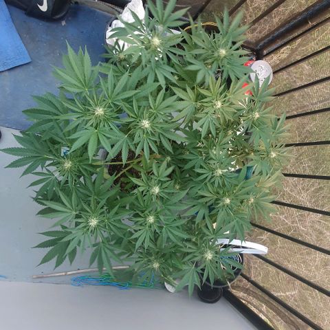 Chile Verde growlog timeline photo