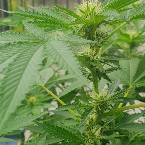 Chile Verde growlog timeline photo