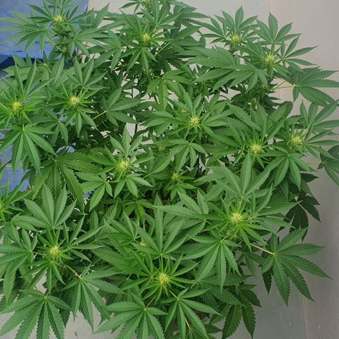Chile Verde growlog timeline photo