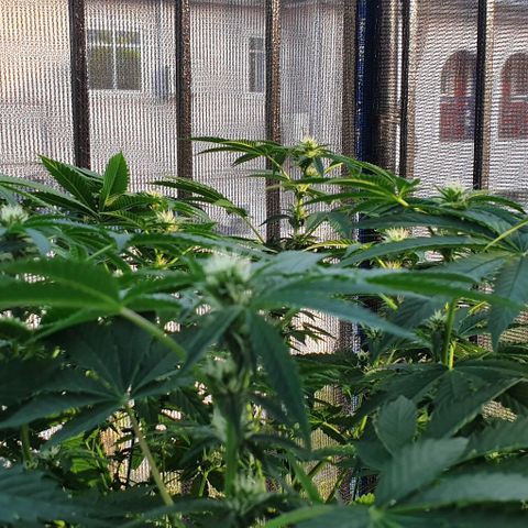 Chile Verde growlog timeline photo