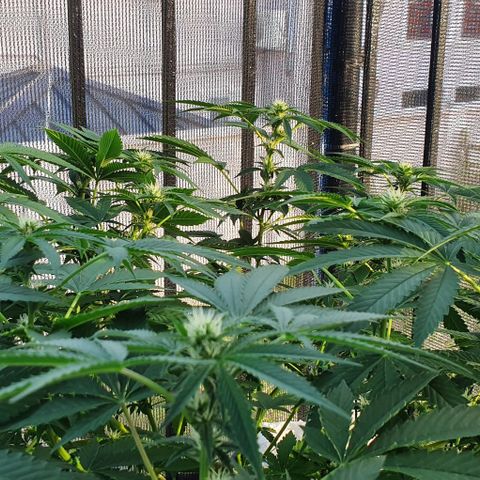 Chile Verde growlog timeline photo