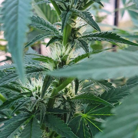 Chile Verde growlog timeline photo