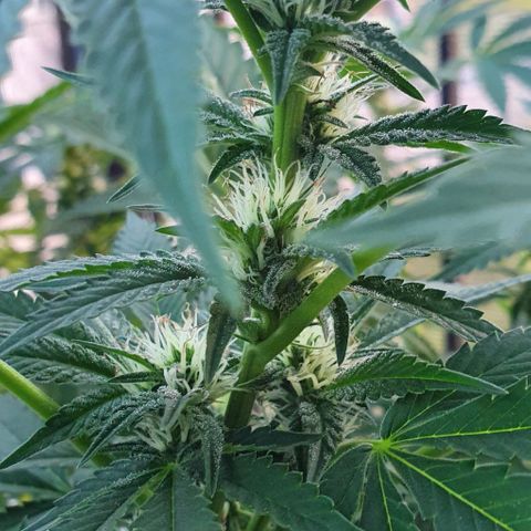Chile Verde growlog timeline photo