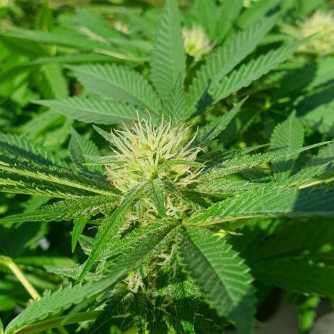 Chile Verde growlog timeline photo