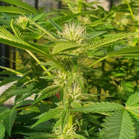 Chile Verde growlog timeline photo