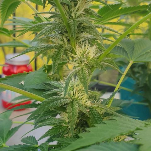 Chile Verde growlog timeline photo