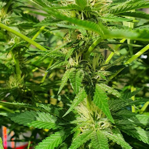 Chile Verde growlog timeline photo