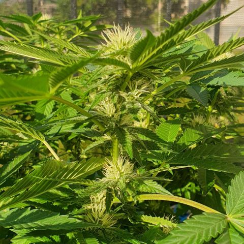 Chile Verde growlog timeline photo