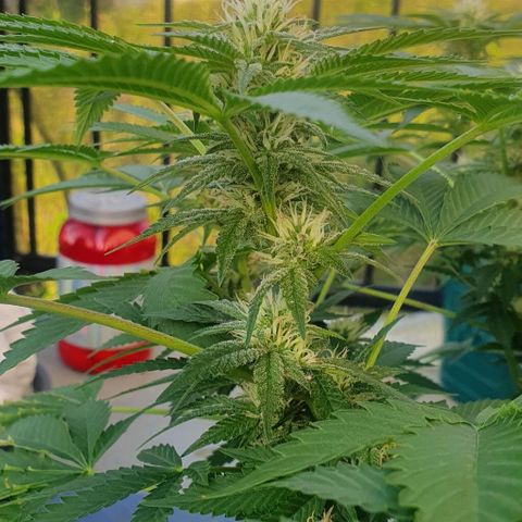 Chile Verde growlog timeline photo