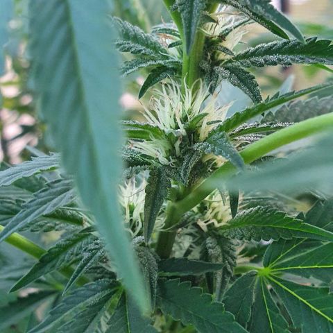 Chile Verde growlog timeline photo