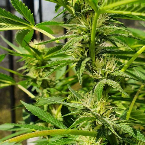 Chile Verde growlog timeline photo