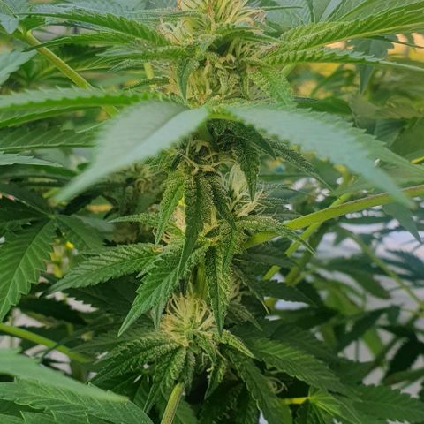 Chile Verde growlog timeline photo