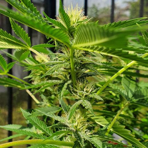 Chile Verde growlog timeline photo