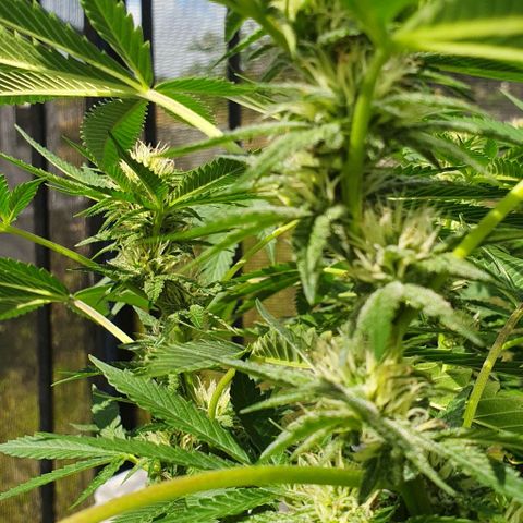 Chile Verde growlog timeline photo