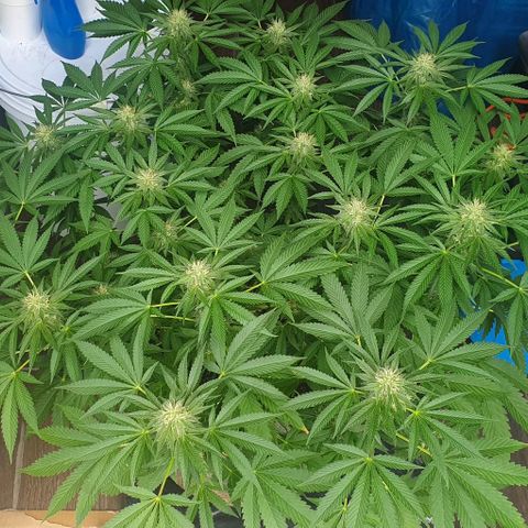 Chile Verde growlog timeline photo