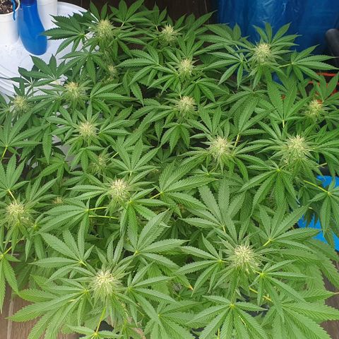Chile Verde growlog timeline photo