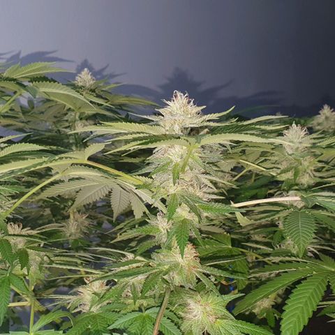 Chile Verde growlog timeline photo