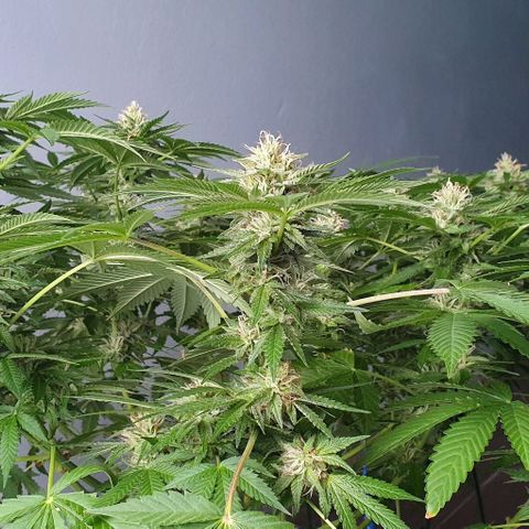 Chile Verde growlog timeline photo