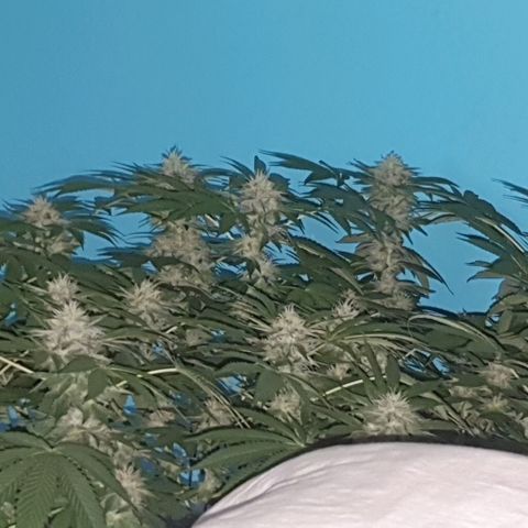 Chile Verde growlog timeline photo
