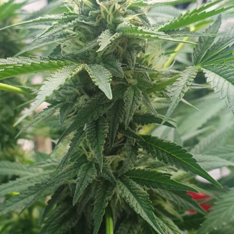 Chile Verde growlog timeline photo