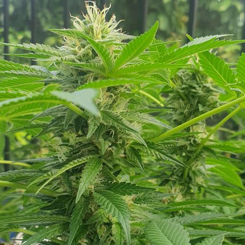 Chile Verde growlog timeline photo