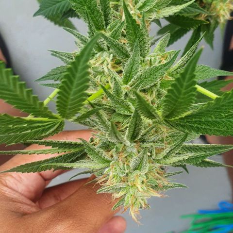 Chile Verde growlog timeline photo