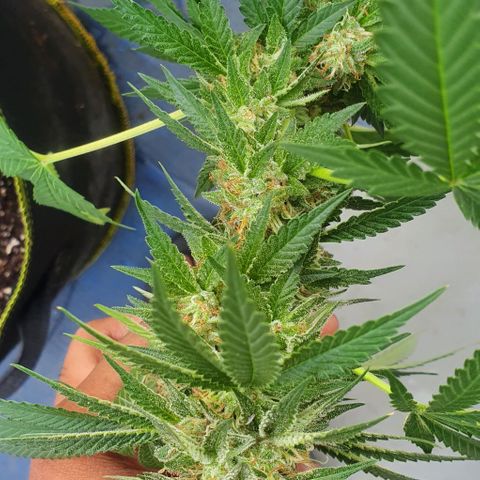Chile Verde growlog timeline photo