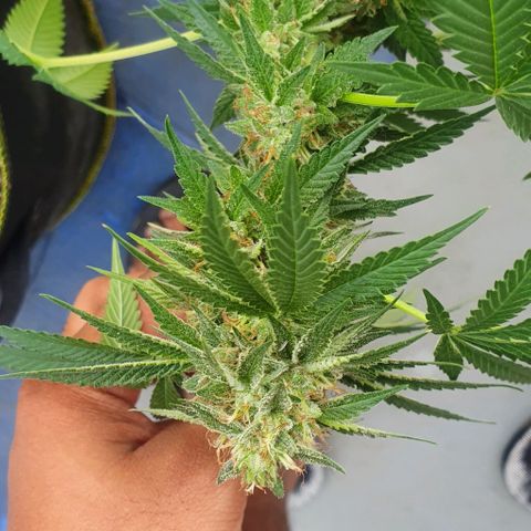 Chile Verde growlog timeline photo