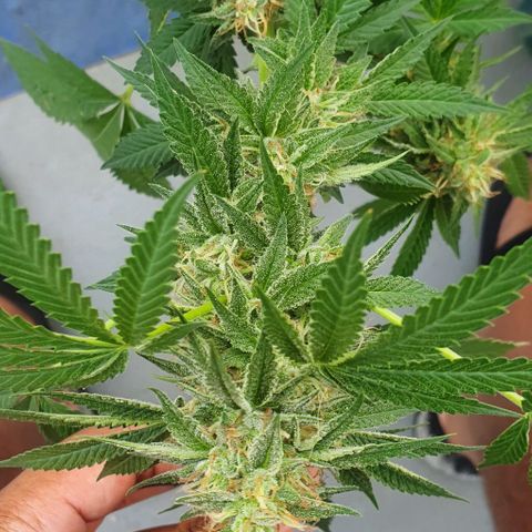 Chile Verde growlog timeline photo