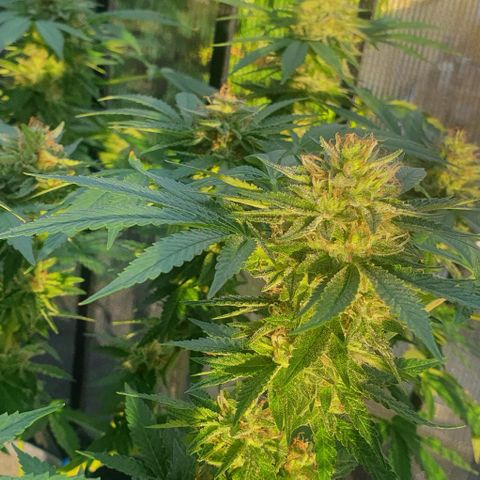 Chile Verde growlog timeline photo