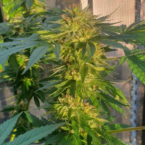 Chile Verde growlog timeline photo