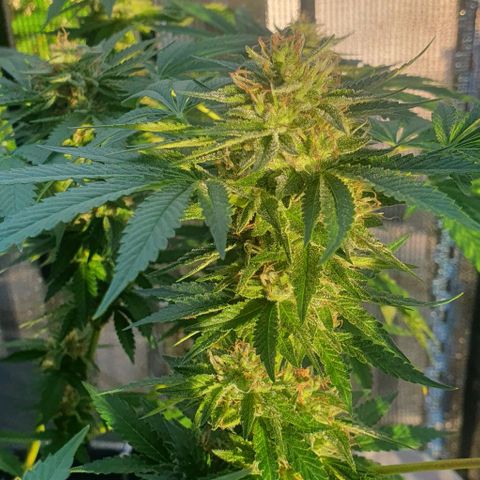 Chile Verde growlog timeline photo