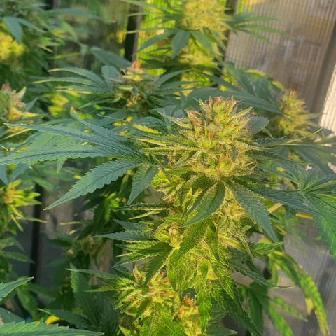 Chile Verde growlog timeline photo