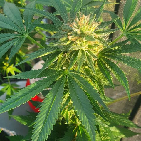 Chile Verde growlog timeline photo