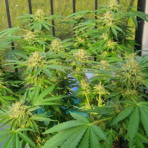 Chile Verde growlog timeline photo