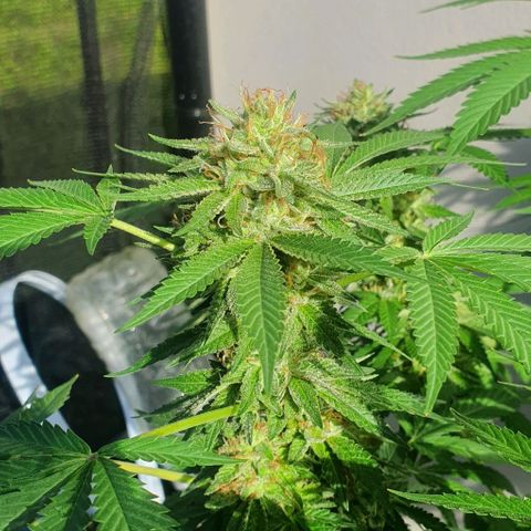 Chile Verde growlog timeline photo