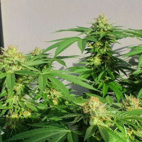 Chile Verde growlog timeline photo