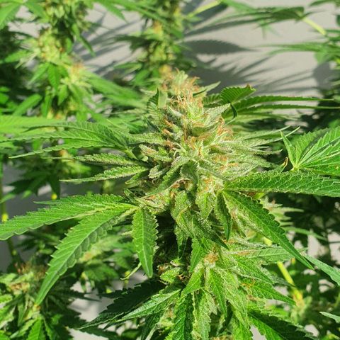 Chile Verde growlog timeline photo