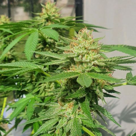 Chile Verde growlog timeline photo
