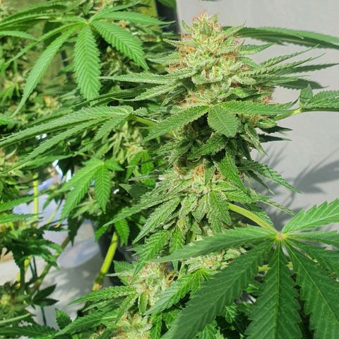 Chile Verde growlog timeline photo