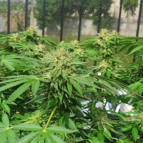 Chile Verde growlog timeline photo