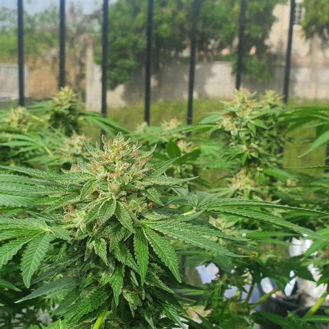 Chile Verde growlog timeline photo