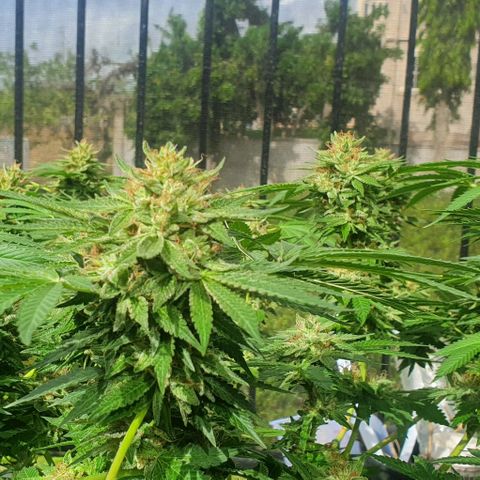 Chile Verde growlog timeline photo
