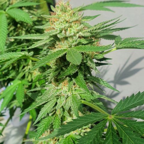 Chile Verde growlog timeline photo