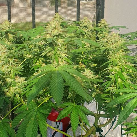 Chile Verde growlog timeline photo