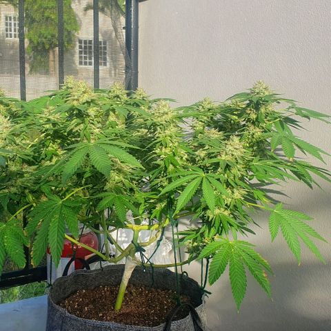 Chile Verde growlog timeline photo