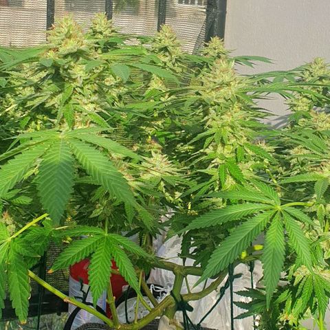 Chile Verde growlog timeline photo